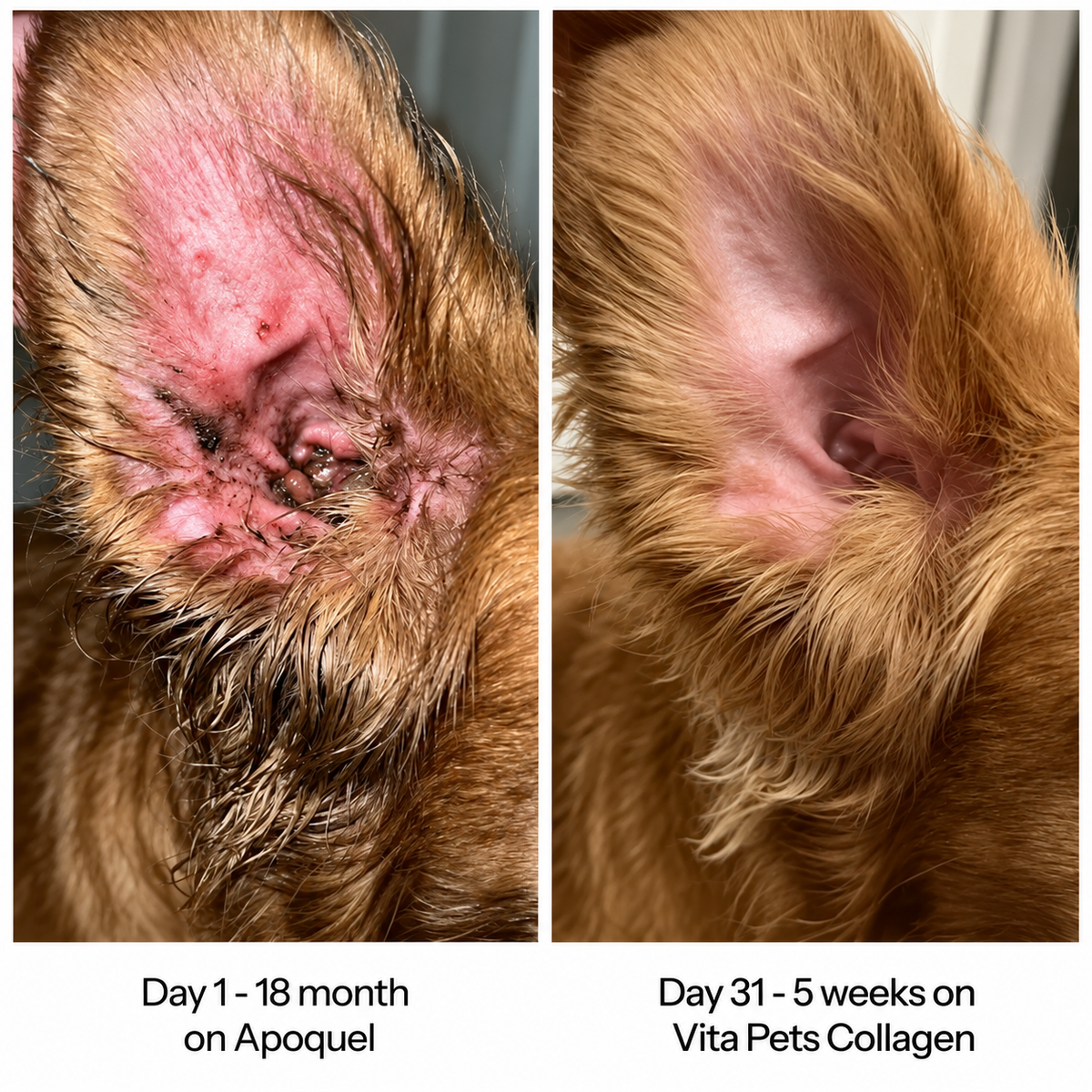 Vita Pets Premium Liquid Collagen